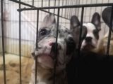 Blue Merle Taşıyıcı French Bulldog Bebeklerimiz Yeni Ailelerini Arıyor