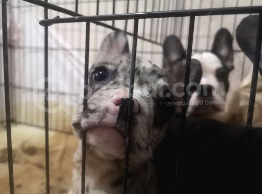 Blue Merle Taşıyıcı French Bulldog Bebeklerimiz Yeni Ailelerini Arıyor