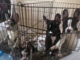 Blue Merle Taşıyıcı French Bulldog Bebeklerimiz Yeni Ailelerini Arıyor