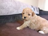 Anne Altından Maltipoo Bebekler