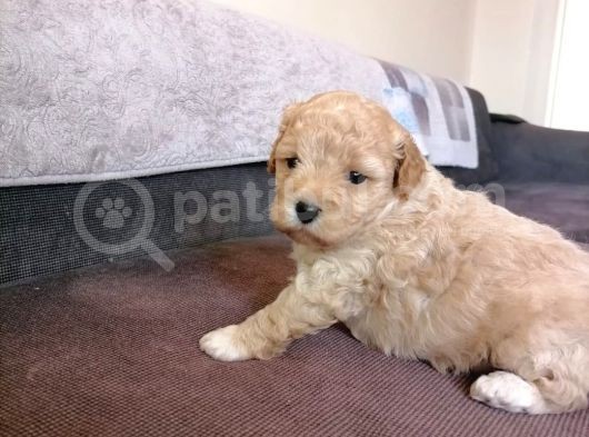 Anne Altından Maltipoo Bebekler görsel