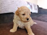 Anne Altından Maltipoo Bebekler