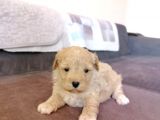 Anne Altından Maltipoo Bebekler