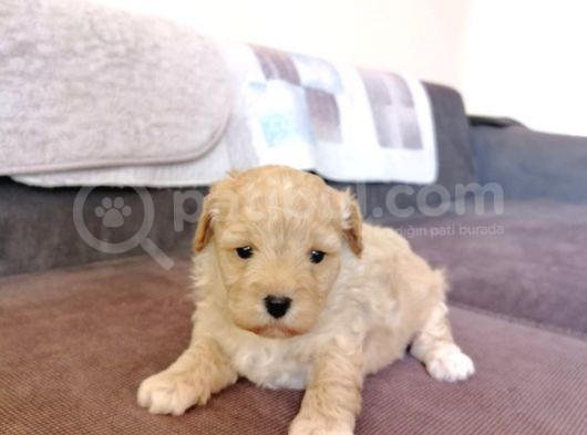 Anne Altından Maltipoo Bebekler