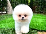 Ayı Surat Pomeranian Boo Yavrularımız