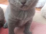 Yavru British Shorthair/Scottish