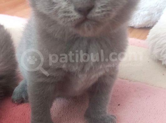 Yavru British Shorthair/Scottish görsel