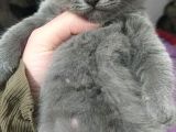 Yavru British Shorthair/Scottish