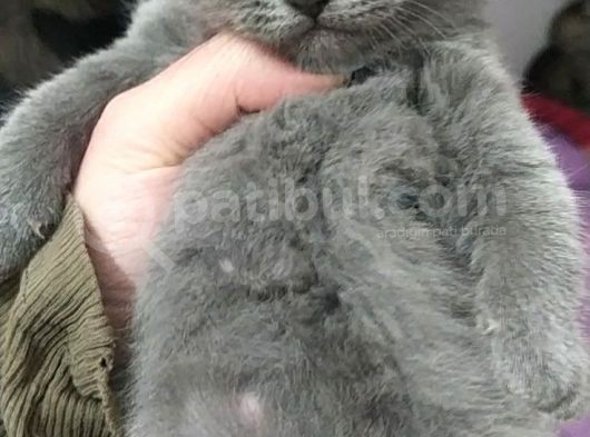 Yavru British Shorthair/Scottish