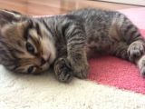 Yavru British Shorthair/Scottish