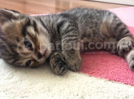 Yavru British Shorthair/Scottish görsel