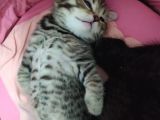Yavru British Shorthair/Scottish
