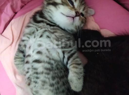 Yavru British Shorthair/Scottish görsel
