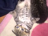 Yavru British Shorthair/Scottish