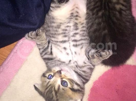 Yavru British Shorthair/Scottish görsel