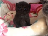 Yavru British Shorthair/Scottish