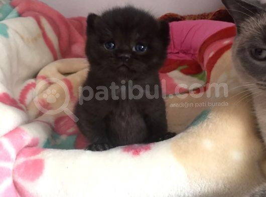 Yavru British Shorthair/Scottish görsel