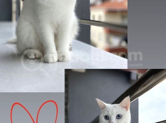 British Shorthair Kedi görsel
