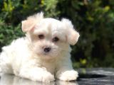 Toy Face Maltipoo Yavrumuz