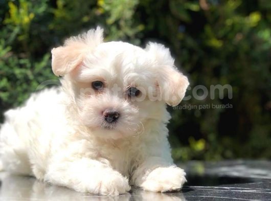 Toy Face Maltipoo Yavrumuz görsel