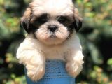 Three Color xs Morkie