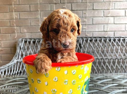 A Kali̇te Safkan Küçük Irk Toy Poodle görsel