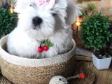 A Kali̇te Maltese Terri̇er Yavrularimiz