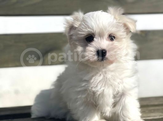 Show Kalite Maltese Terier Bebekler