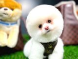 Ayı Surat Pomeranian Boo Yavrularımız