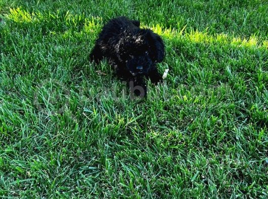 Toy Poodle Yavrular görsel