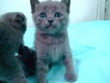 Mavi Rus British Shorthair Süper Irk Yavrular