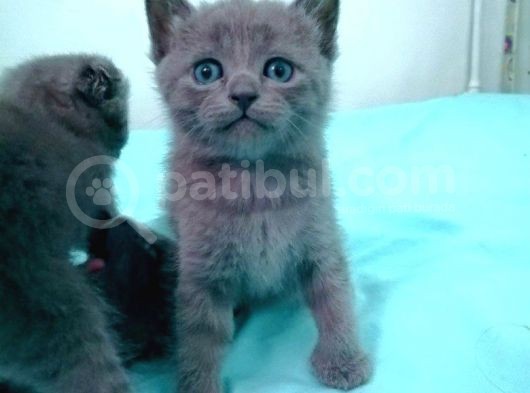 Mavi Rus British Shorthair Süper Irk Yavrular görsel