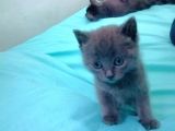 Mavi Rus British Shorthair Süper Irk Yavrular