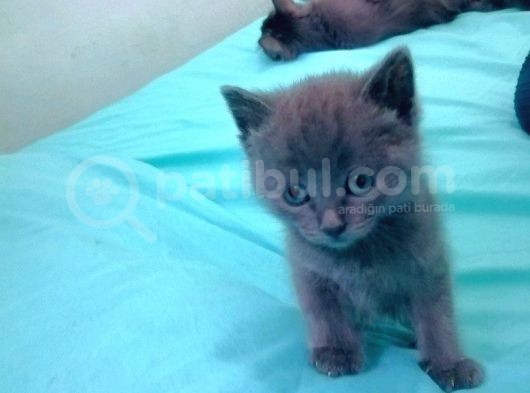 Mavi Rus British Shorthair Süper Irk Yavrular görsel