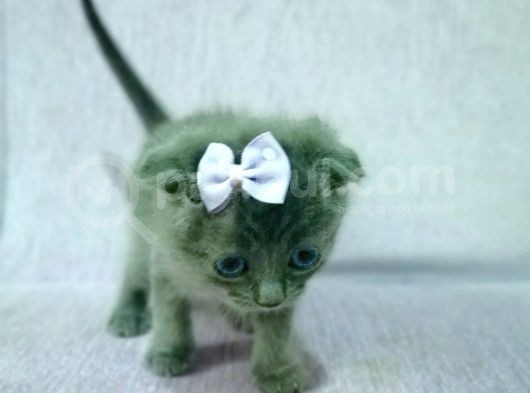 Mavi Rus - Scottish Fold Süper Irk Yavrular görsel