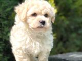 Anne Baba Secereli Maltipoo
