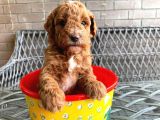 A KALİTE SAFKAN KÜÇÜK IRK TOY POODLE