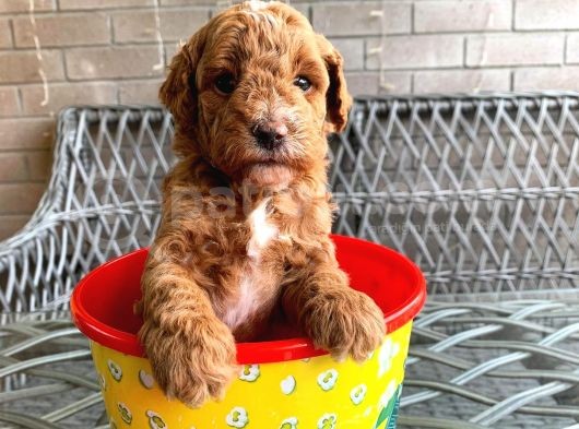 A Kali̇te Safkan Küçük Irk Toy Poodle