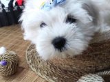 A Kali̇te Maltese Terri̇er Yavrularimiz
