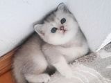 Dişi Ve Erkek Yavrularımız Yuvasını Arıyor