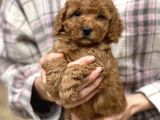 Bebek Surat Toy Poodle Yavrular