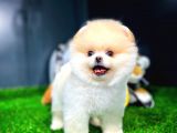 Ayı Surat Pomeranian Boo Yavrularımız