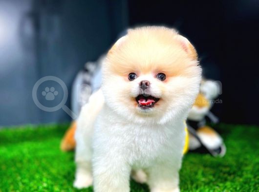 Ayı Surat Pomeranian Boo Yavrularımız görsel
