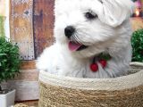 A Kali̇te Maltese Terri̇er Yavrularimiz