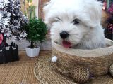 A Kali̇te Maltese Terri̇er Yavrularimiz
