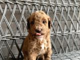 A Kali̇te Safkan Küçük Irk Toy Poodle