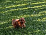 Toy Poodle Yavrular