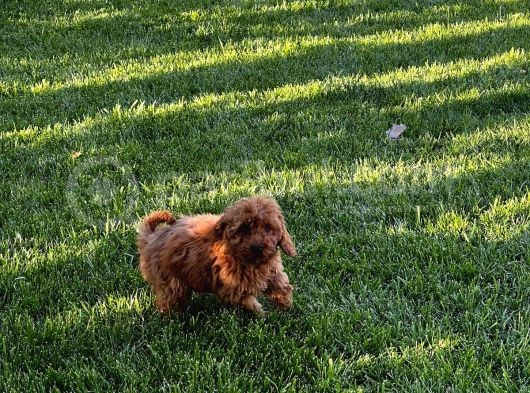 Toy Poodle Yavrular görsel