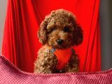 Safkan Toy Poodle Yavrularımız