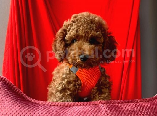Safkan Toy Poodle Yavrularımız